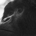 This 3-Day Luxury Gorilla Trekking Safari in Rwanda