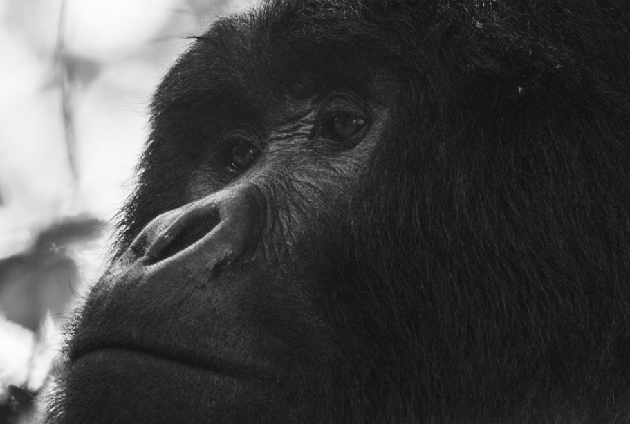 This 3-Day Luxury Gorilla Trekking Safari in Rwanda