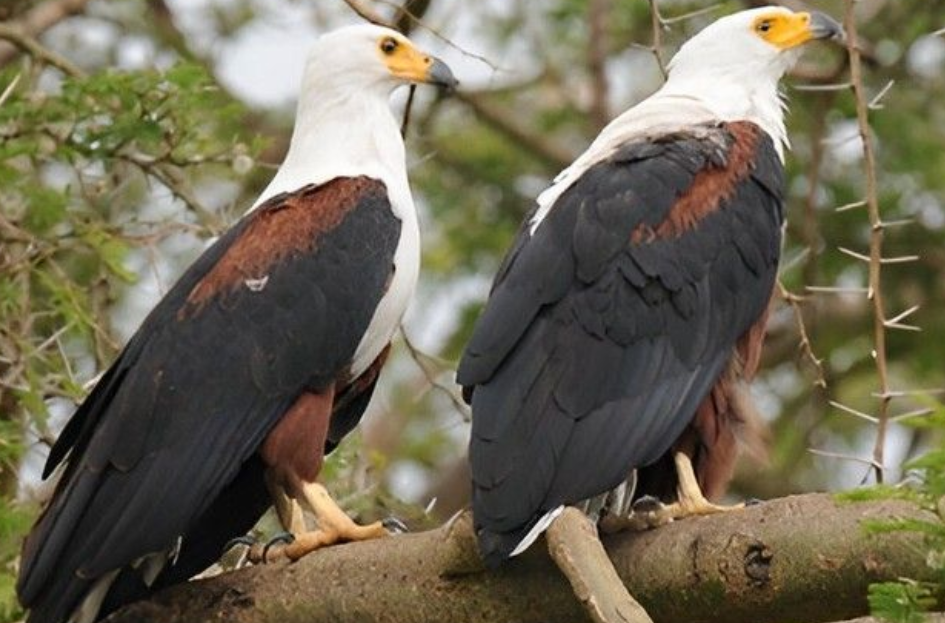 Top Bird Species in Queen Elizabeth National Park.