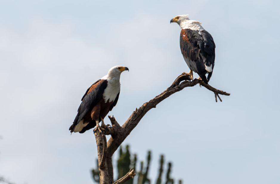 Top Bird Species to See in Akagera National Park.