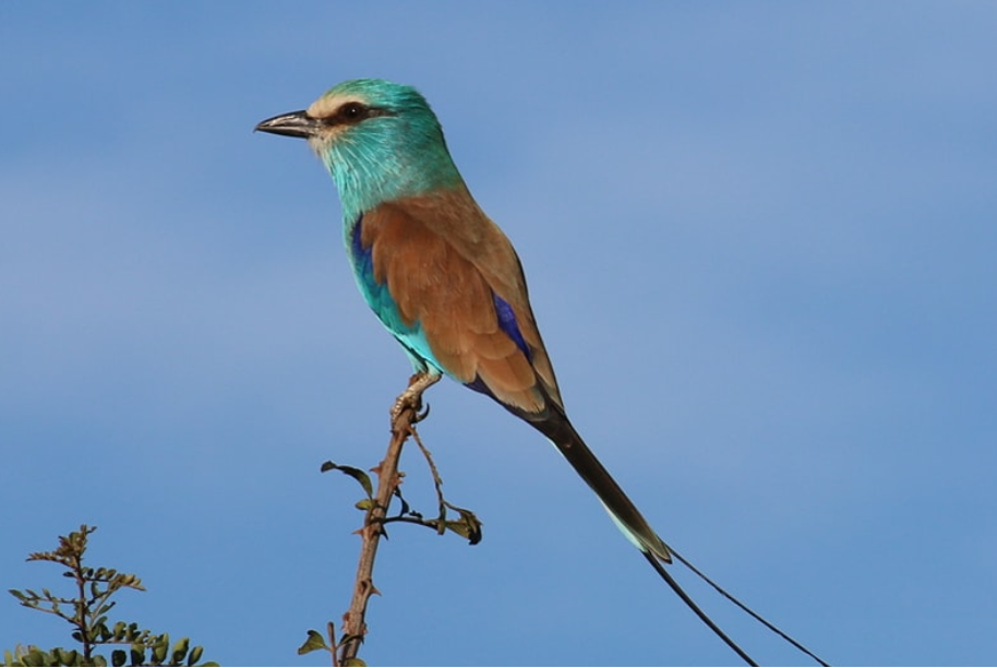 Top Bird Species to See in Kidepo Valley National Park.