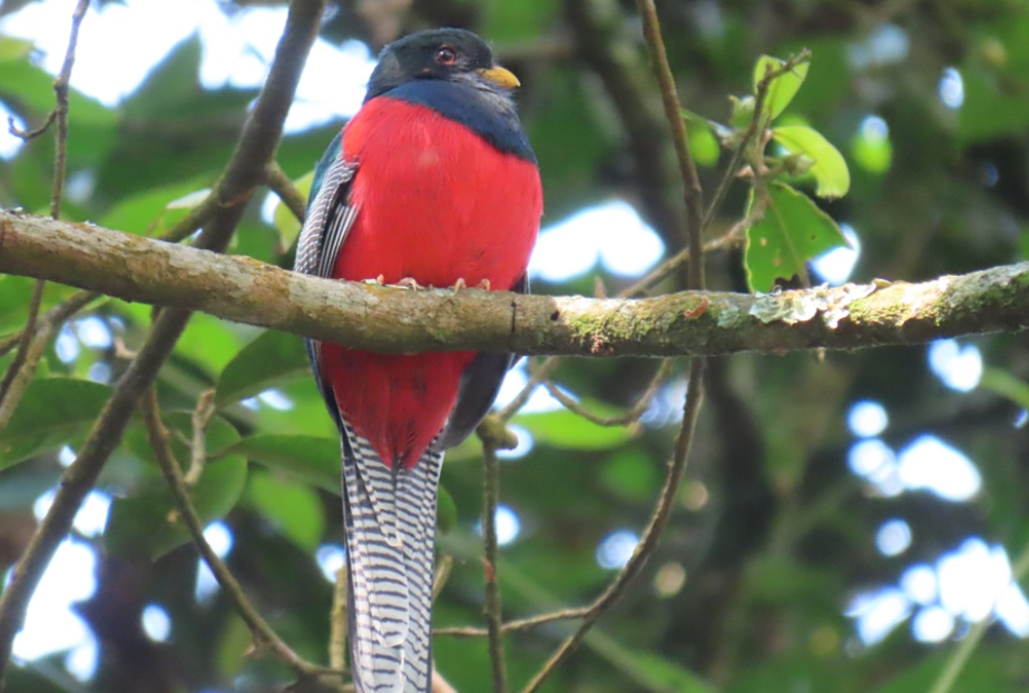 Top Bird Species to See in Nyungwe Forest National Park