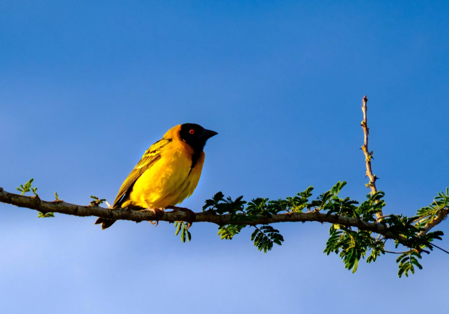 Top Birds in Akagera National Park.