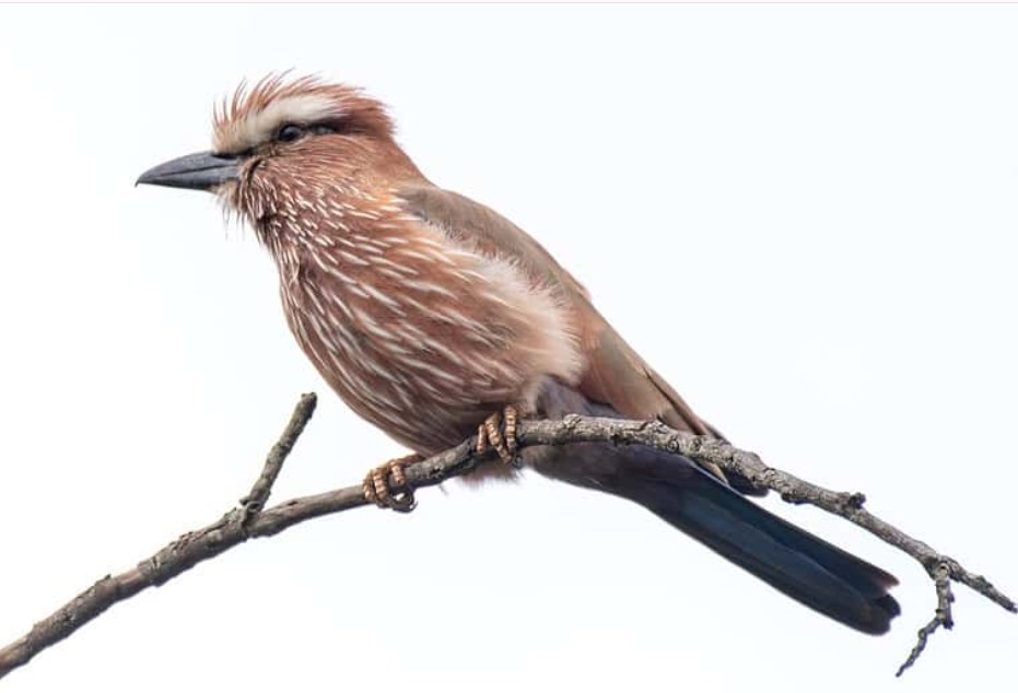 Top Birds in Kidepo Valley National Park.
