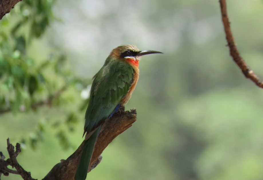 Top Birds in Murchison Falls National Park