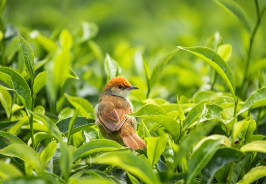 Top Birds in Nyungwe Forest National Park.