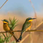 Top Birds in Queen Elizabeth National Park.