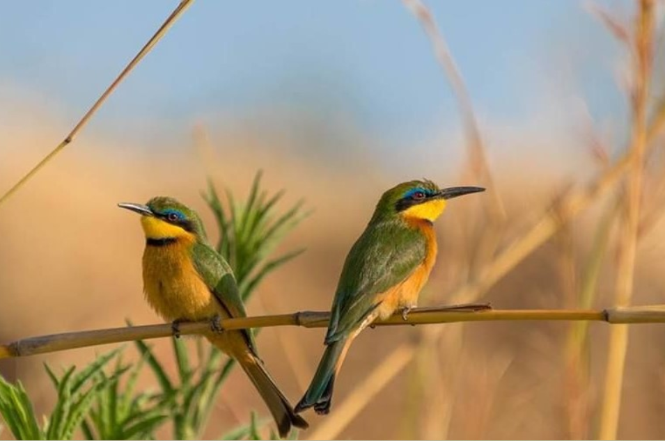Top Birds in Queen Elizabeth National Park.