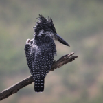 Top Birds in Volcanoes National Park.