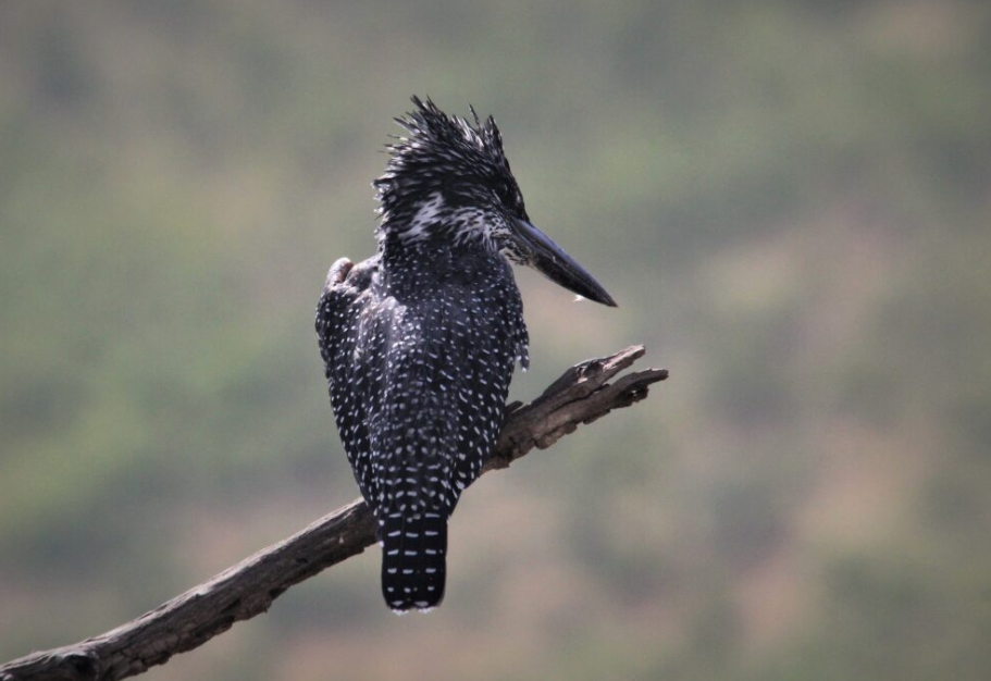 Top Birds in Volcanoes National Park.
