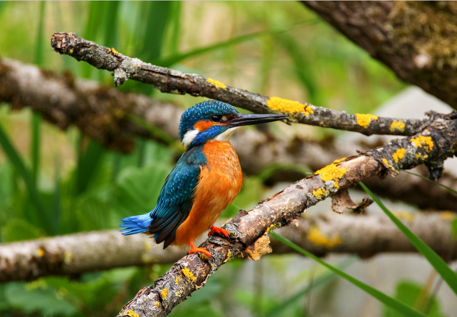 Top Birds to See in Akagera National Park