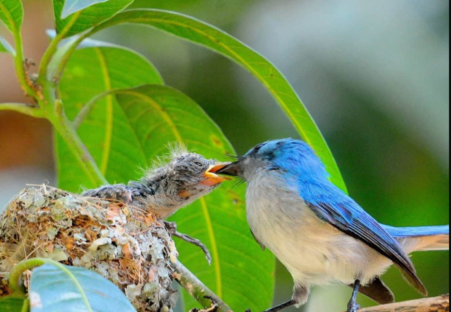 Top Birds to see in Murchison Falls National Park.
