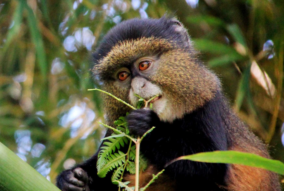 Top Safari Activities in Volcanoes National Park.