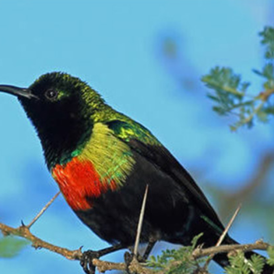 Image thumbnail