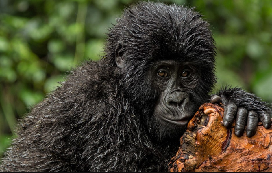 What to Expect on a Gorilla Safari in Uganda