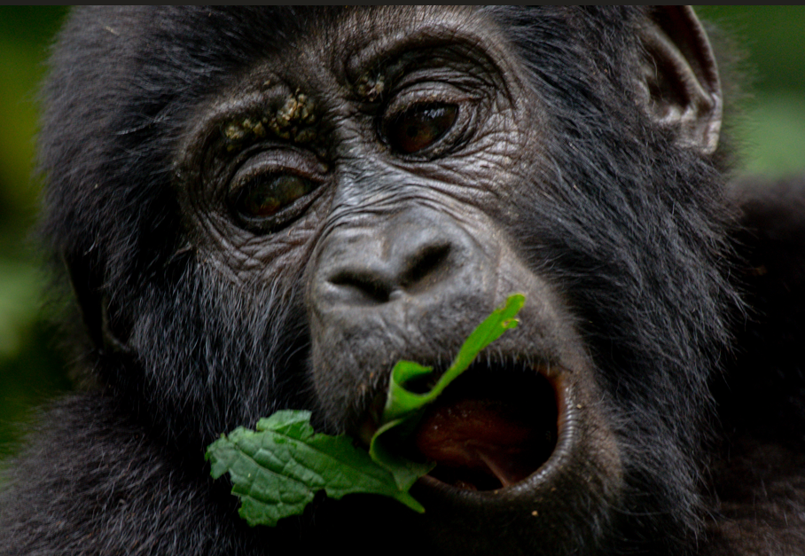 What to do After Gorilla Tracking in Volcanoes National Park.