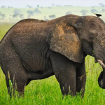 When is Wildlife Viewing in Uganda at its Peak