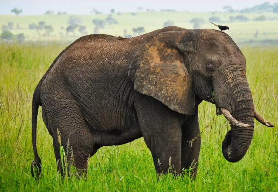 When is Wildlife Viewing in Uganda at its Peak