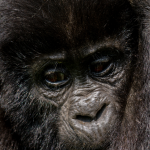 When to Enjoy a Safari in Volcanoes National Park.