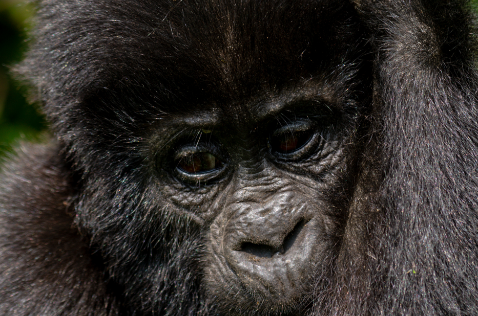When to Enjoy a Safari in Volcanoes National Park.