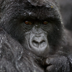 When to See Gorillas in Rwanda.