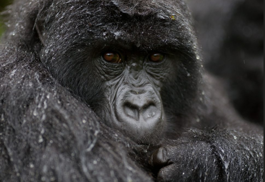 When to See Gorillas in Rwanda.
