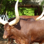 Why Ankole Region Remains a Tourism Secret