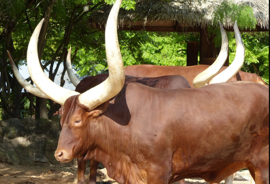 Why Ankole Region Remains a Tourism Secret