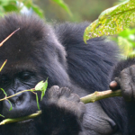 Why Choose Gorilla Trekking in Volcanoes National Park.
