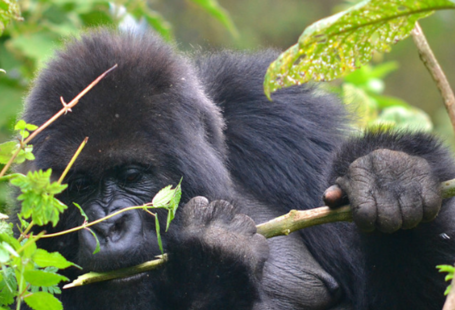 Why Choose Gorilla Trekking in Volcanoes National Park.