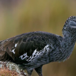 Why visit Semuliki national park