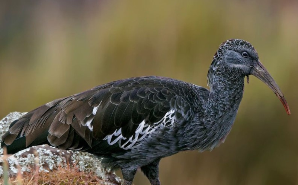 Why visit Semuliki national park