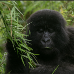 Why visit Volcanoes National Park