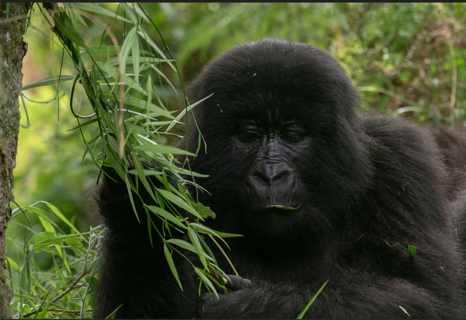 Why visit Volcanoes National Park