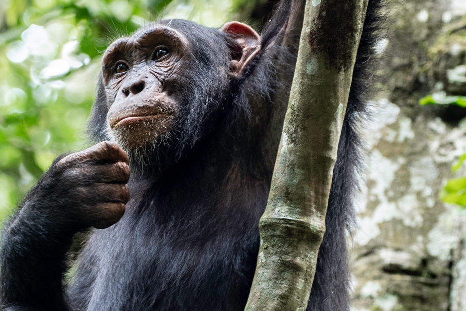Zakayo, Uganda's Oldest Chimpanzee in Captivity