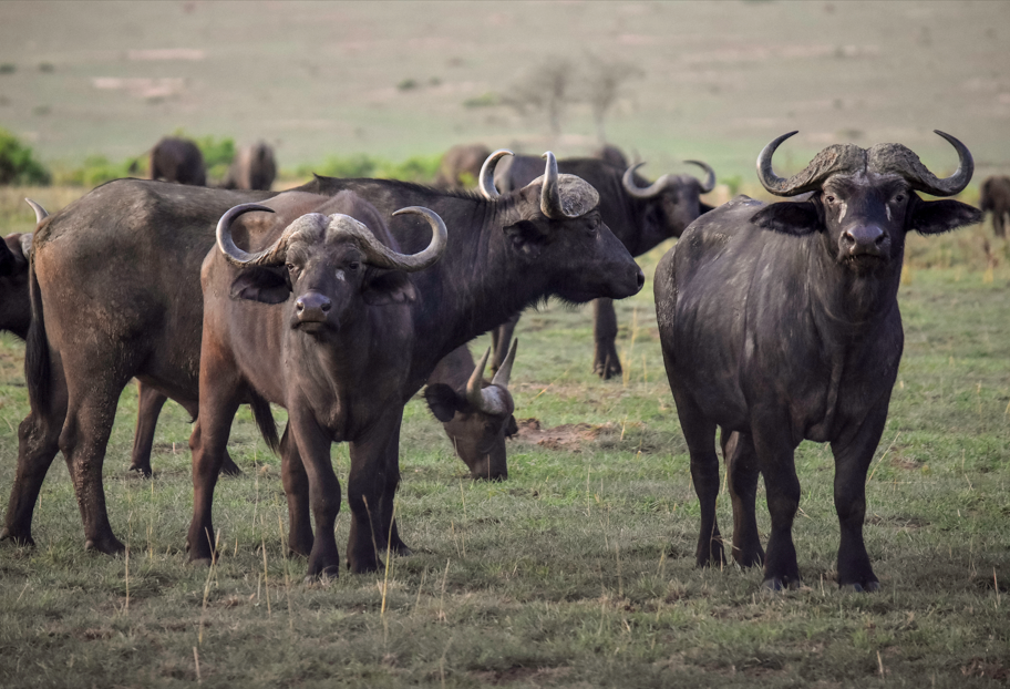 3-Day Lake Mburo National Park Safari.