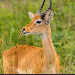 3-Days Queen Elizabeth National Park safari.