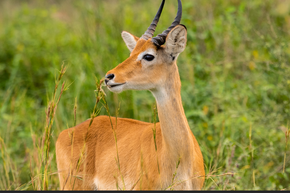3-Days Queen Elizabeth National Park safari.