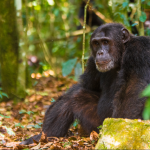 4- Day Chimpanzee and Gorilla Trekking Safari.