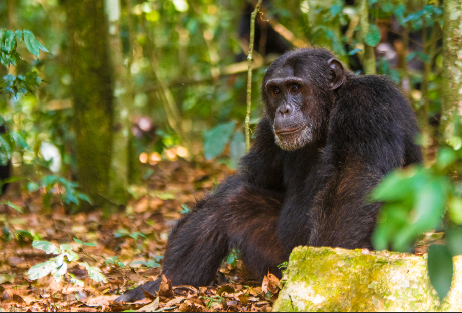 4- Day Chimpanzee and Gorilla Trekking Safari.