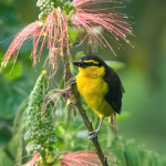 A Complete Guide for Wet Season Birding in Uganda