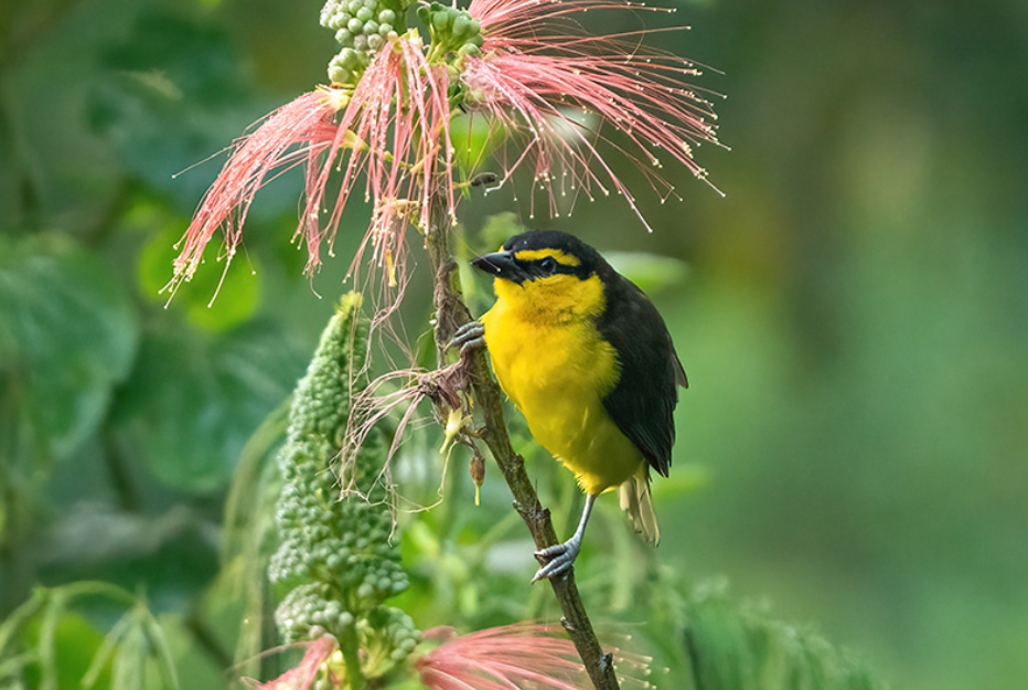 A Complete Guide for Wet Season Birding in Uganda