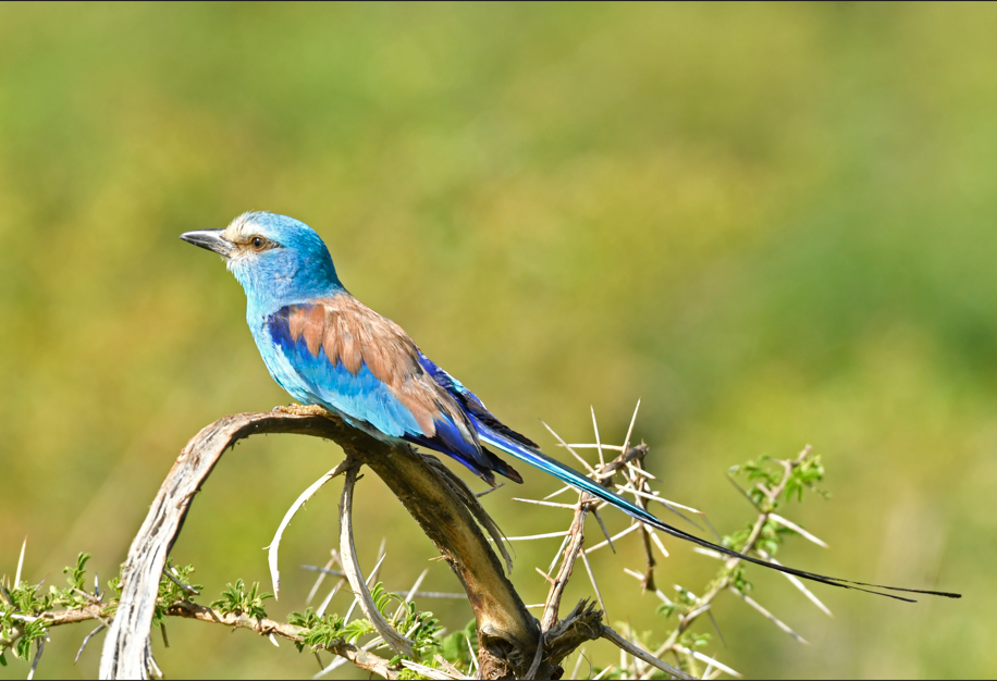 A Guide to Birding Photography Safaris in Uganda