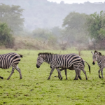 Activities in Lake Mburo National Park.