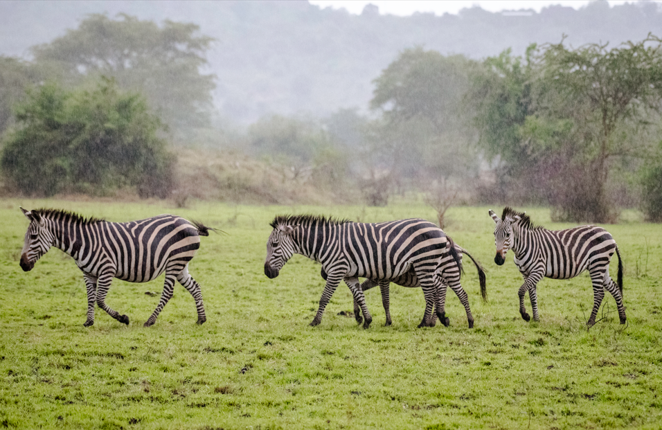 Activities in Lake Mburo National Park.