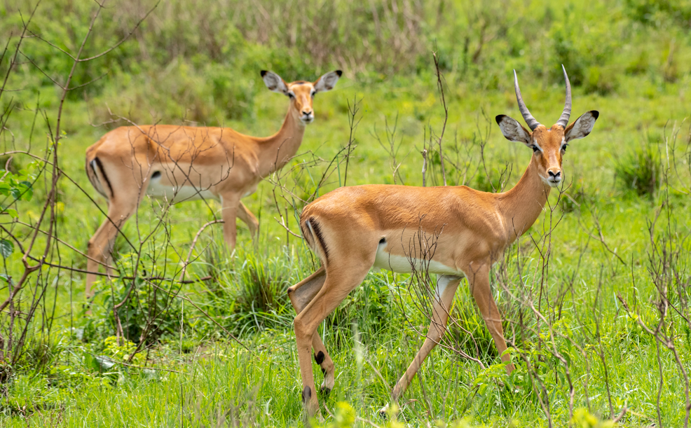 Best Safari Activities in Lake Mburo National Park.