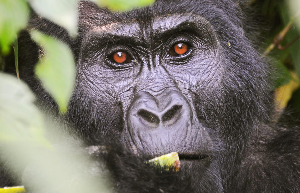 Best Time for Winter Break Holidays in Bwindi