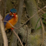 Best Time to do Birding Photography Safaris in Lake Mburo National Park.