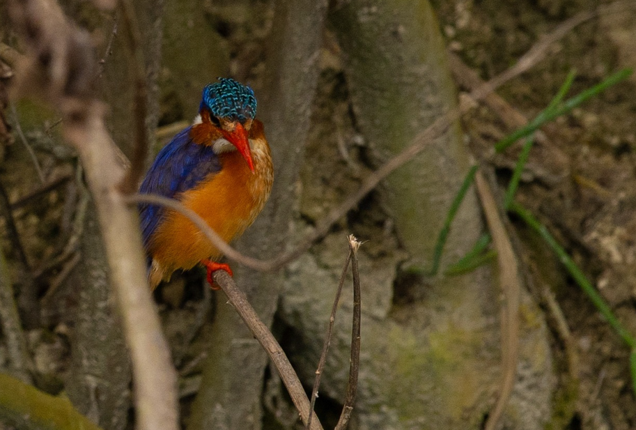 Best Time to do Birding Photography Safaris in Lake Mburo National Park.