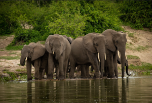 Best things to do in Lake Mburo National Park.